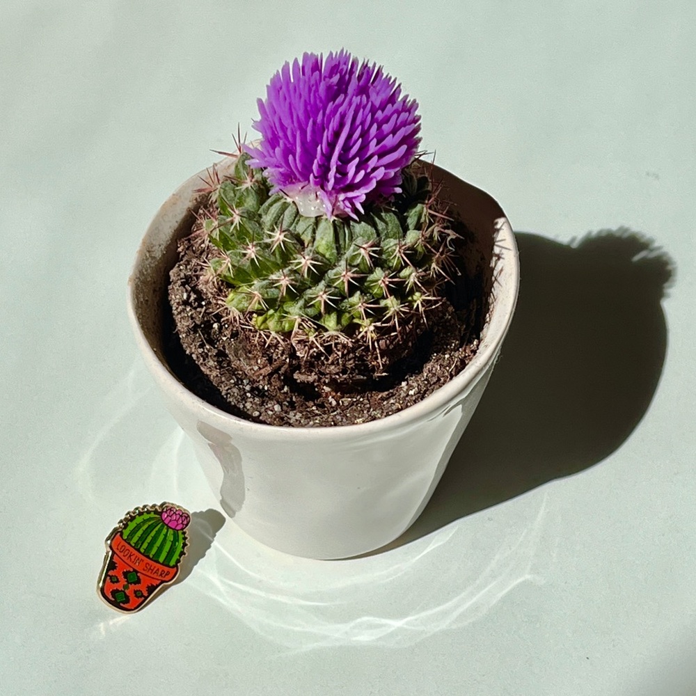 Faux Cactus & Enamel Pin Set MUST BUNDLE